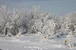 Harz